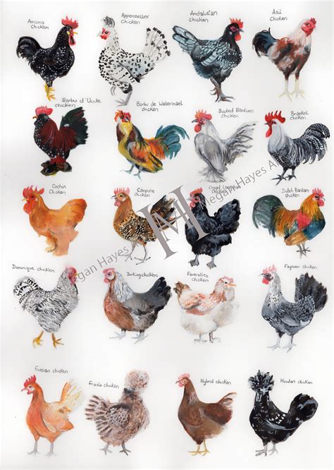 manok breed|AMAZING BREEDS OF CHICKENS .